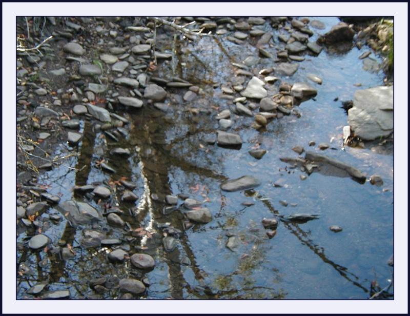 Sturt Creek - reflections