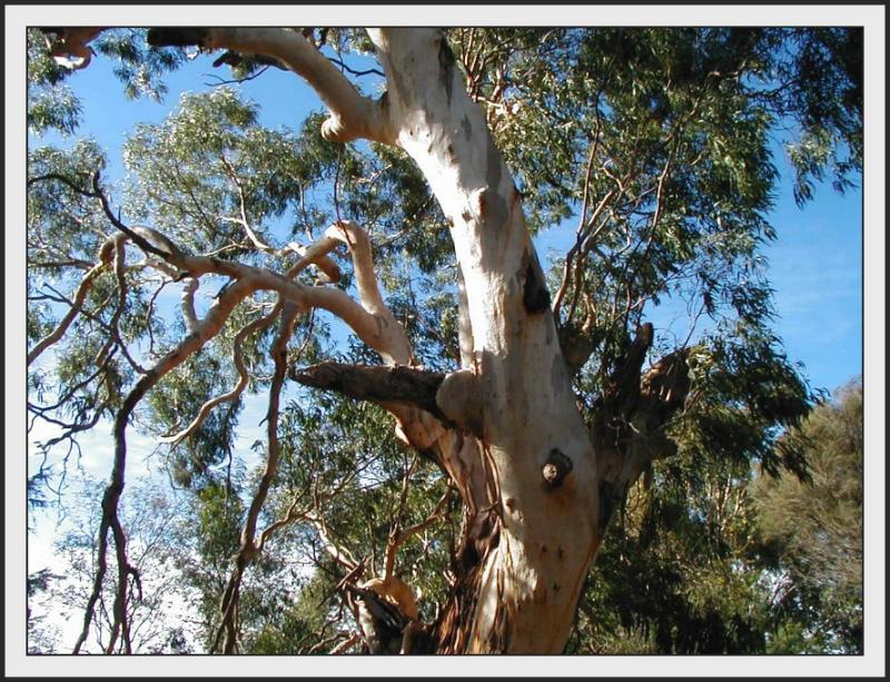 Ancient eucalyptus leucoxylon