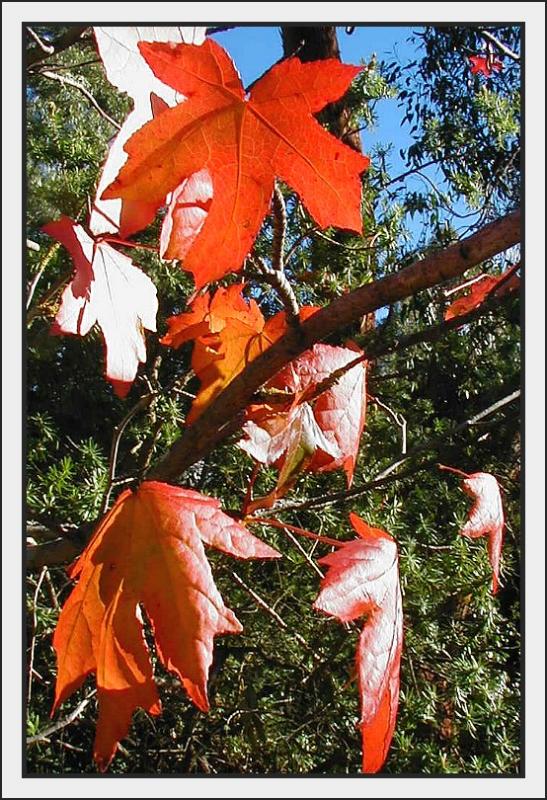 Liquidamber - last few autumn leaves for 04.