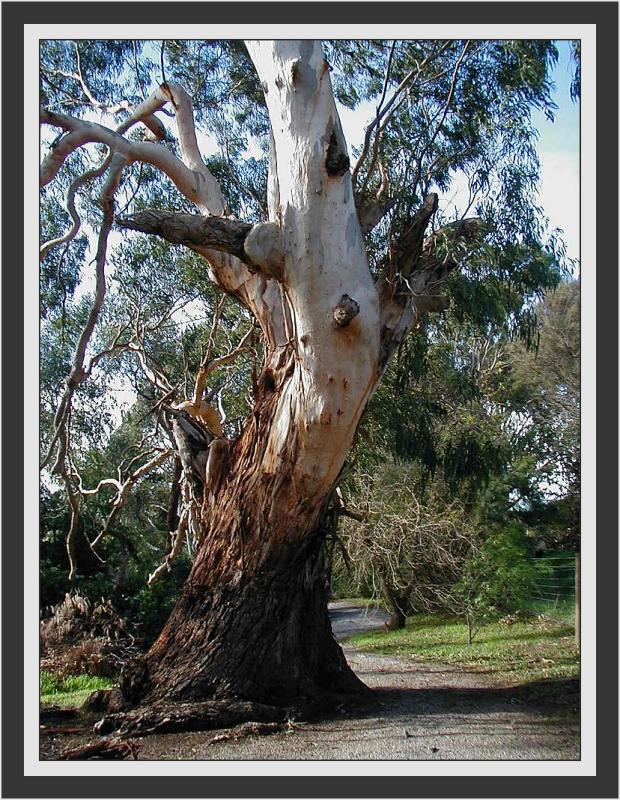 Ancient eucalyptus leucoxylon