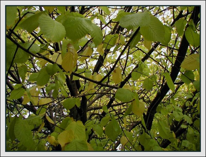 Golden Elm - last autumn leaves