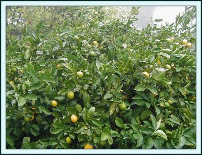 u46/yvonneii/medium/29662603.Lemontree.jpg