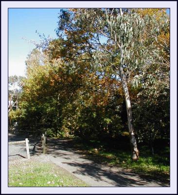 u46/yvonneii/medium/29806124.Schoolpathwaynearoaks.jpg