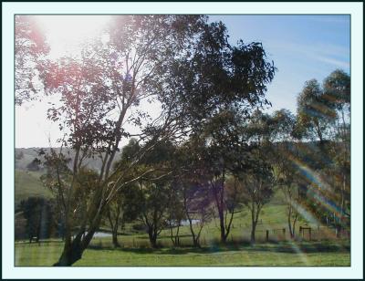 u46/yvonneii/medium/29841063.Horsepaddocksinmorningsunlight.jpg