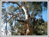 Ancient eucalyptus leucoxylon