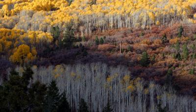 autumn hillside.jpg