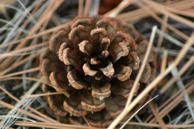 grounded pine cone.jpg