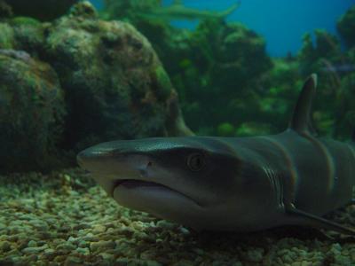 White Tipped Reef Shark