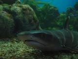 White Tipped Reef Shark