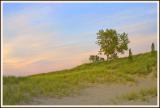 beachgrass.jpg