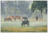 Horses