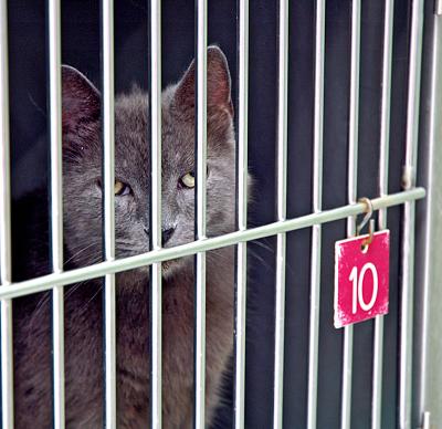 This is Stanley

Stanley is a 3 year old beautiful male Russian Blue kitty.
Someone just decided they didnt love him anymore so he ended up in this 2 by 2 metal prison.
He had been living here at the humane society for the past 4 months silently praying for someone to stop and take notice of him before his time ran out.  
I rocked him in my arms for about 30 minutes as he purred and purred his love song to me.  
I fell in love with him right away and took him straight home.  

Stanleys story had a happy ending. 
9.6 million animals are euthanized annually in the United States.