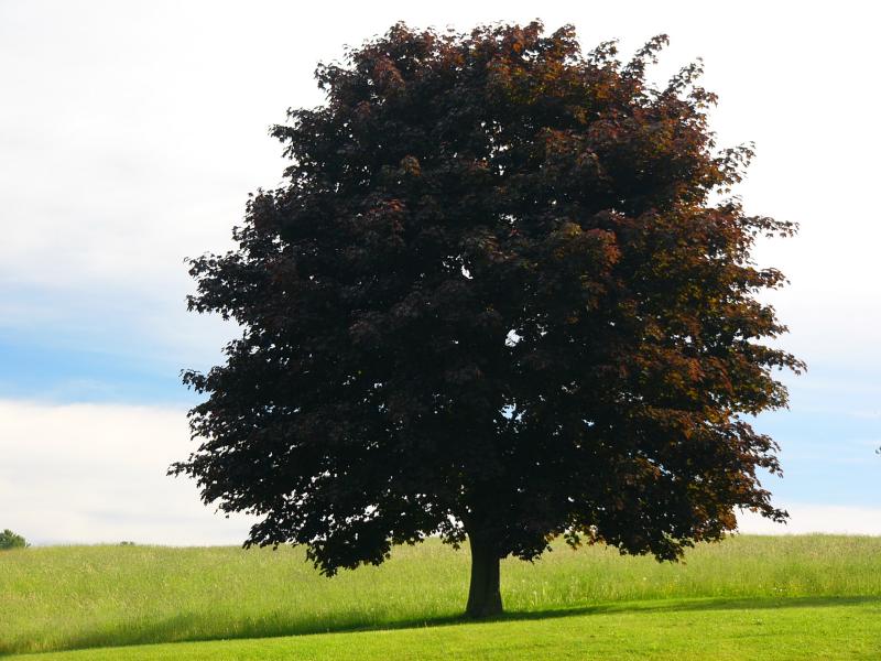 Royal Red Maple - summer[=]