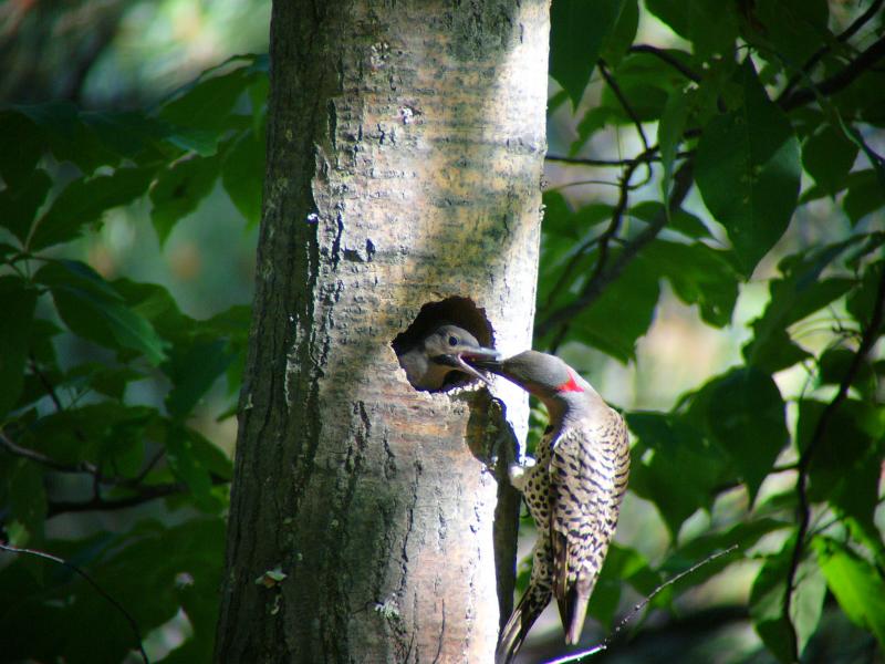 Common Flicker 08