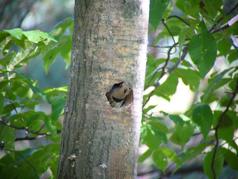 Common Flicker 04