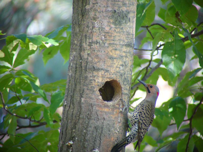 Common Flicker 05