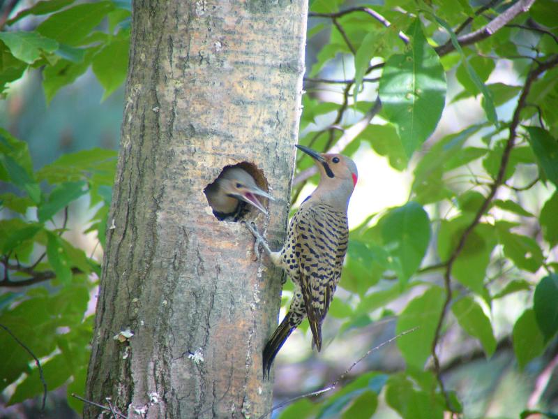 Common Flicker 06