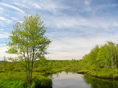 Cridley River 1-summer[=]