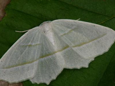Moth - Geometridae
