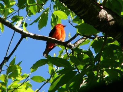 Scarlet Tanager - Male 01