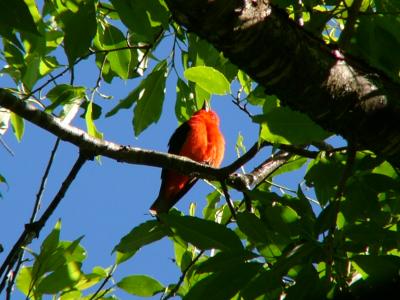 Scarlet Tanager - Male 02