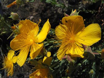 Johanniskraut-Blume