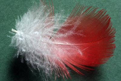 feather in rouge