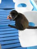 A spider monkey joins us on the boat