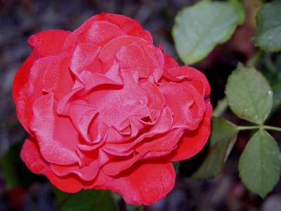 Rose 1s.jpg