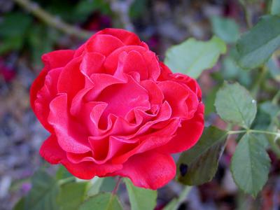 Rose 2s.jpg