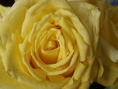 Yellow Rose s.jpg
