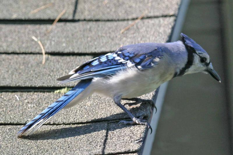 Blue Jay.jpg