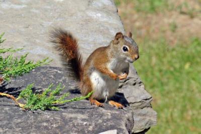 Red squirrel on a rock.jpg