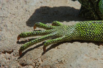 Green Iguana.jpg