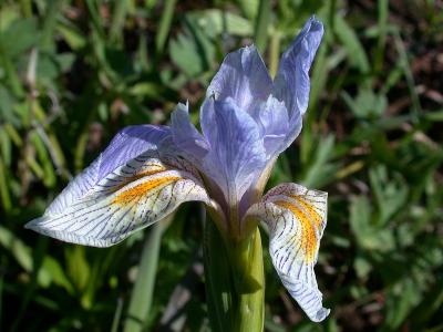 Wild Iris