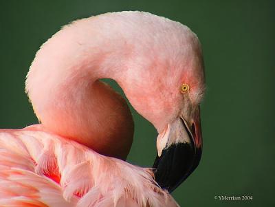 Flamingo Pose