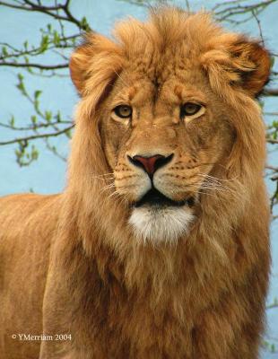 Aslan