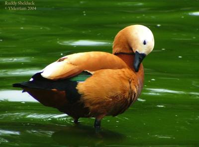 Ruddy Shelduck