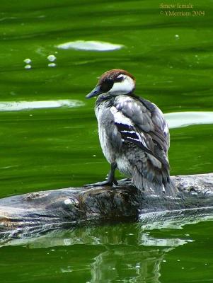 Lady Smew