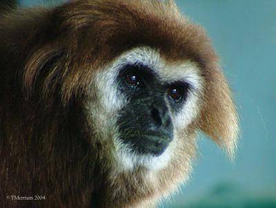 Gibbon You the Eye