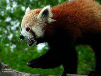 Red Panda Steppin' Out