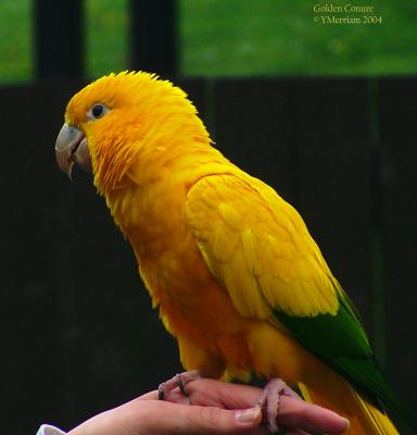 Golden Conure