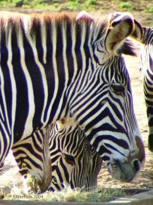 Zebra Portraits