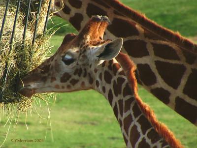 Feeding Junior