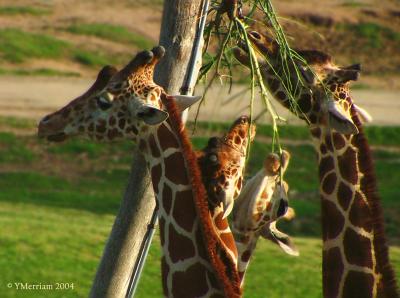 Giraffes at the Salad Bar