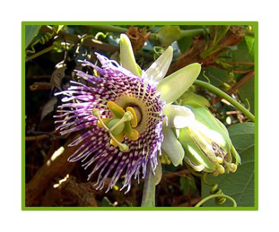 Passion Flower