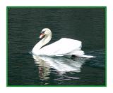 swan