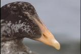 Common Eider - Port Angeles 2004