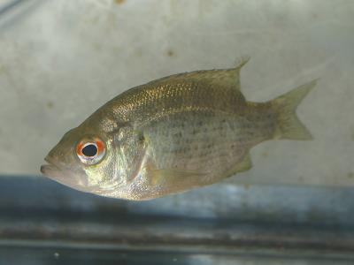 Rock bass
