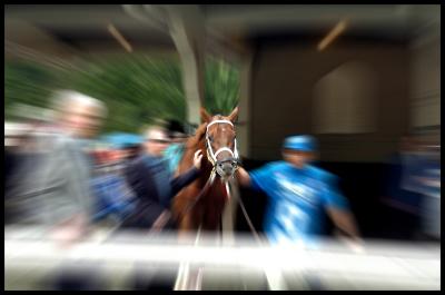 Smarty Jones in the Belmont Paddock